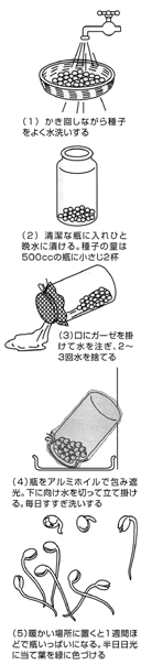 冬の室内で栽培する もやし
