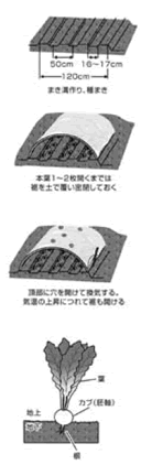 生育期間が短く、形もよくそろう 小カブ