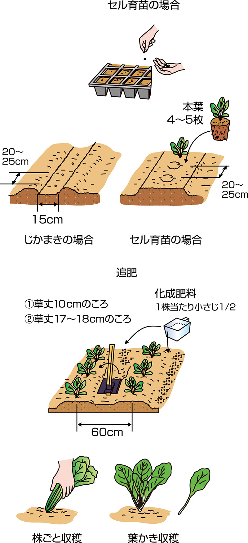 家庭菜園