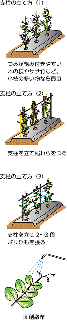 Ja埼玉みずほ 家庭菜園 サヤエンドウ成功のポイントはまきどき 防風防寒 支柱立て