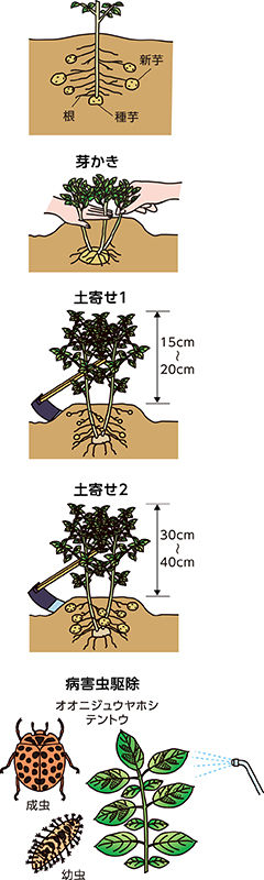 家庭菜園