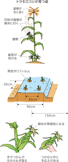 家庭菜園