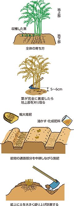 Ja埼玉みずほ 家庭菜園 冬の手入れが翌年の出来を決めるアスパラガス