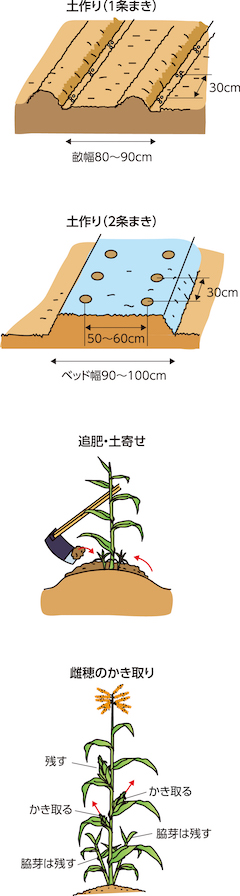 家庭菜園