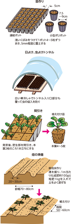家庭菜園