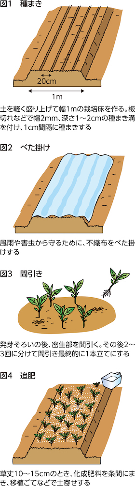 家庭菜園