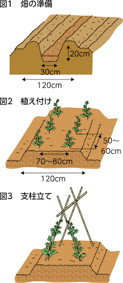 家庭菜園