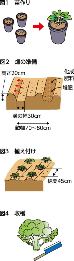 家庭菜園