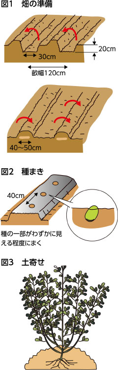 家庭菜園