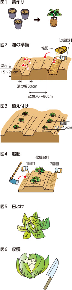 家庭菜園