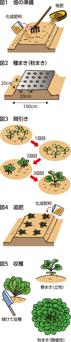 家庭菜園