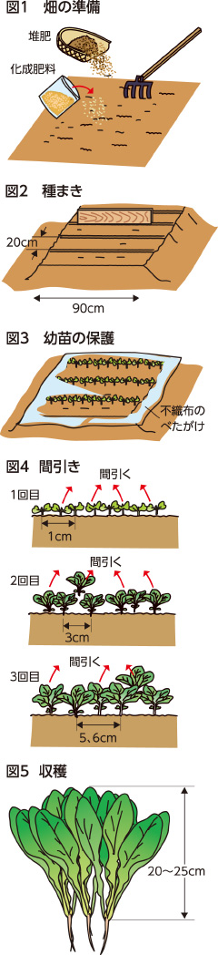 家庭菜園