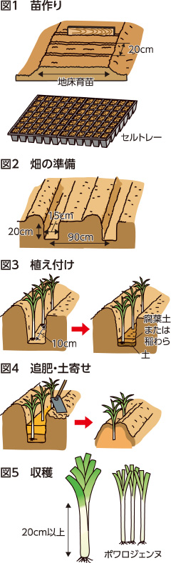 家庭菜園