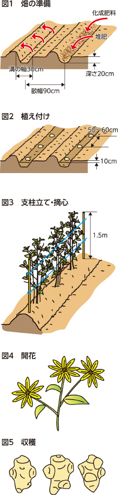 家庭菜園