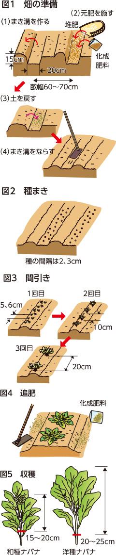 家庭菜園