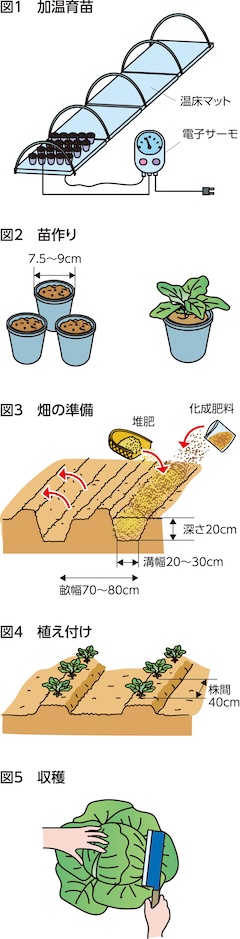 家庭菜園
