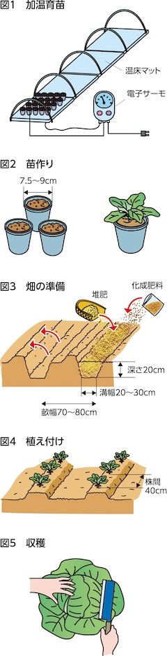 家庭菜園