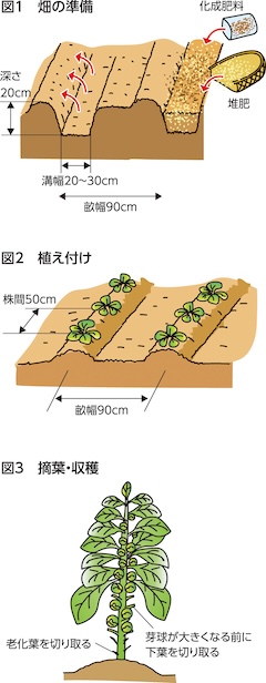 家庭菜園