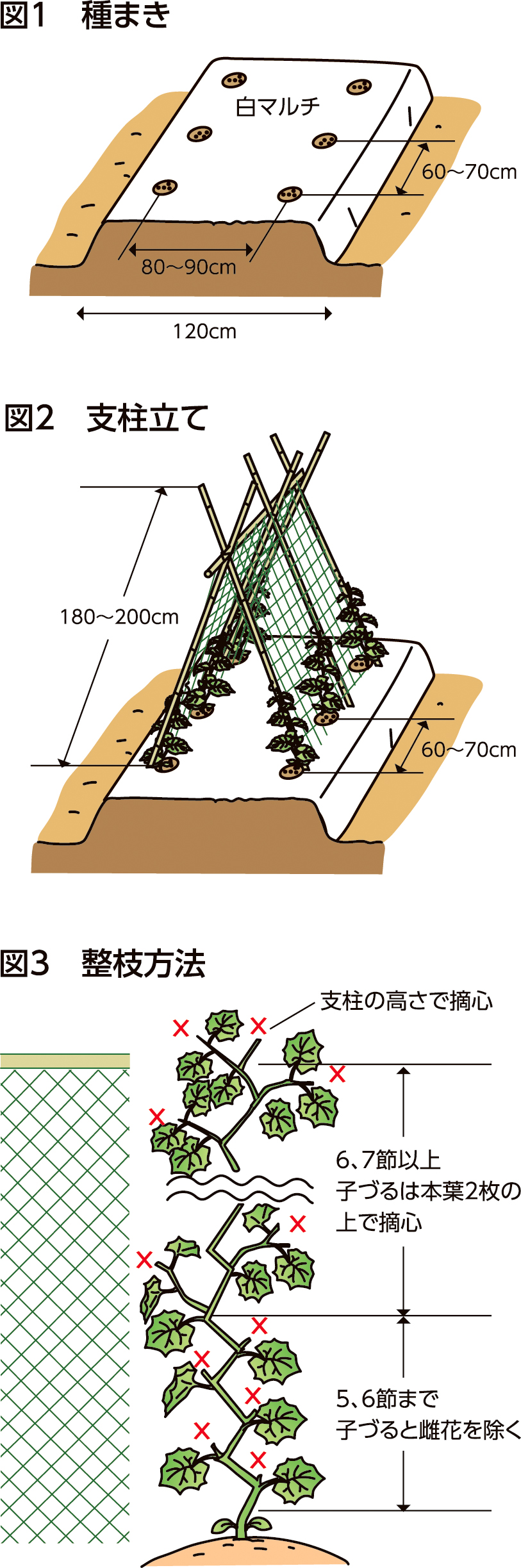 家庭菜園